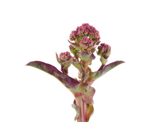 Rivale lettuce flower isolated on white background, Lactuca sativa