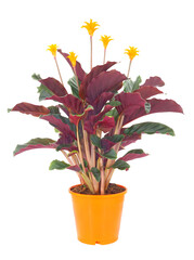 Eternal flame plant in a vase isolated on white background, Calathea crocata