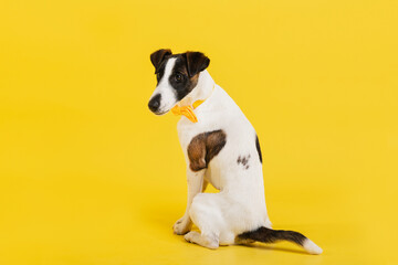 fox terrier in studio