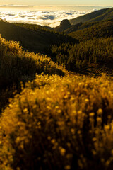the mountain landscapes of tenerife island perpendicular