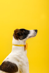 fox terrier in studio
