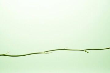 Delicate green vines gracefully intertwine against soft pastel b