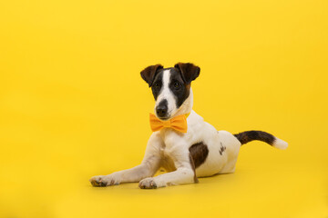 fox terrier in studio