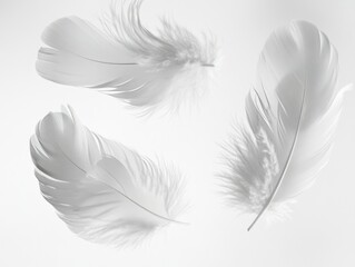 Obraz premium Delicate, soft plumes for crafts or floral arrangements