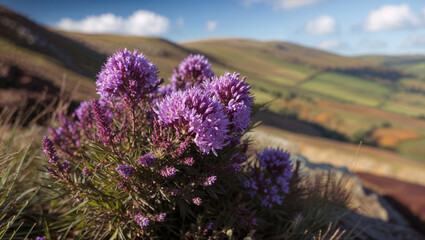 Obraz premium Nature’s Resilience: Wildflowers Thriving on Rocky Ground.