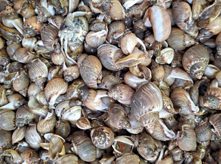 large quantity of sea snails for sale at the market in Naples