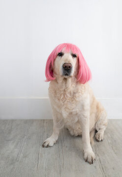 Funny female golden retriever wearing a pink wig sitting at home