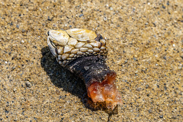 Pollicipes polymerus, commonly known as the gooseneck barnacle or leaf barnacle, is a species of stalked barnacle. La Jolla Tide Pools, San Diego, California