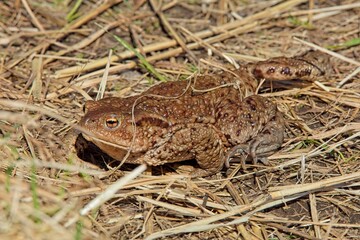 Closeup of Common toad  or European toad (bufo bufo) in sunny spring weather, Helsinki, Finland.