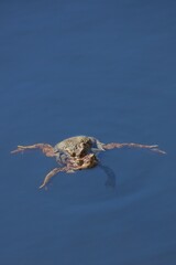 Closeup of Common toads or European toads (bufo bufo) coupling on the surface of a pond in spring, Helsinki, Finland.