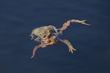 Closeup of Common toads or European toads (bufo bufo) coupling on the surface of a pond in spring, Helsinki, Finland.