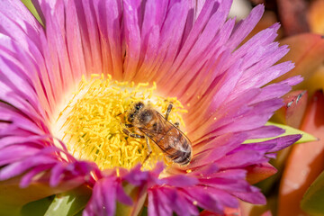 Carpobrotus chilensis is a species of edible succulent plant known by the common name sea fig. ornamental plant.  La Jolla Tide Pools, San Diego, California