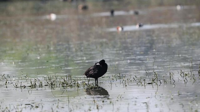 Eurasian coot preening in water 