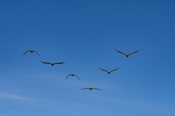 The brown pelican (Pelecanus occidentalis) is a bird of the pelican family, Pelecanidae, one of three species found in the Americas, La Jolla Tide Pools, San Diego, California