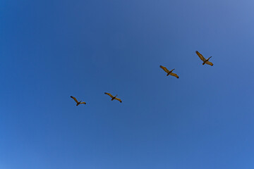 The brown pelican (Pelecanus occidentalis) is a bird of the pelican family, Pelecanidae, one of three species found in the Americas, La Jolla Tide Pools, San Diego, California