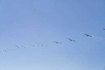 The brown pelican (Pelecanus occidentalis) is a bird of the pelican family, Pelecanidae, one of three species found in the Americas, La Jolla Tide Pools, San Diego, California
