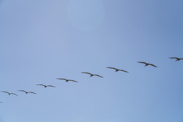 The brown pelican (Pelecanus occidentalis) is a bird of the pelican family, Pelecanidae, one of three species found in the Americas, La Jolla Tide Pools, San Diego, California