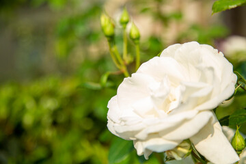 White Roses in garden