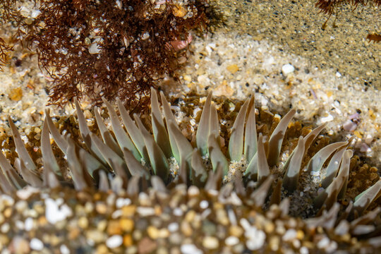 The starburst anemone or sunburst anemone (Anthopleura sola) is a species of sea anemone in the family Actiniidae. La Jolla Tide Pools, San Diego, California