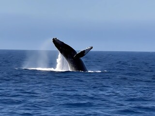 Naklejka premium humpback whale tail