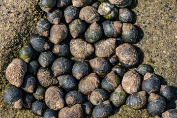 Littorina keenae, the eroded periwinkle, is a species of sea snail in the family Littorinidae, the winkles or periwinkles. La Jolla Tide Pools, San Diego, California