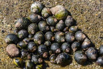 Littorina keenae, the eroded periwinkle, is a species of sea snail in the family Littorinidae, the winkles or periwinkles. La Jolla Tide Pools, San Diego, California