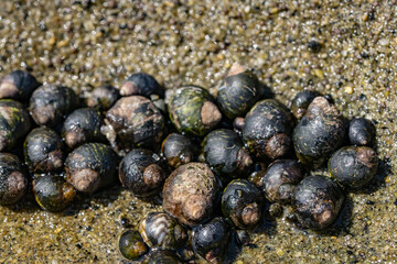 Littorina keenae, the eroded periwinkle, is a species of sea snail in the family Littorinidae, the winkles or periwinkles. La Jolla Tide Pools, San Diego, California