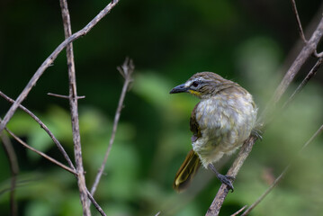 A close up shot of a vibrant White browed bulbul perched gracefully on a thin, forked twig. The background is soft, blurred green foliage.