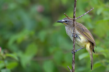 A close up shot of a vibrant White browed bulbul perched gracefully on a thin, forked twig. The background is soft, blurred green foliage.