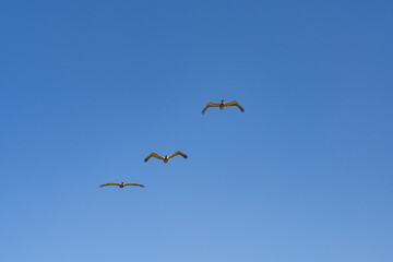 The brown pelican (Pelecanus occidentalis) is a bird of the pelican family, Pelecanidae, one of three species found in the Americas, La Jolla Tide Pools, San Diego, California