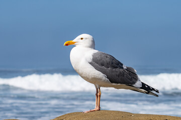 The western gull (Larus occidentalis) is a large white-headed gull that lives on the west coast of North America and the Pacific Ocean.  La Jolla Tide Pools, San Diego, California
