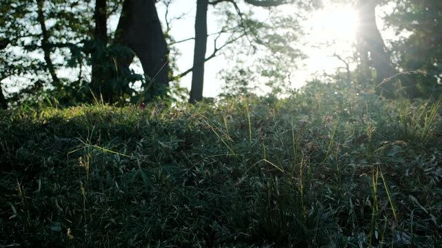 太陽の日差しを浴びて輝く森の藪　自然の風景　笹と木の葉　キラキラ光る葉の表面
