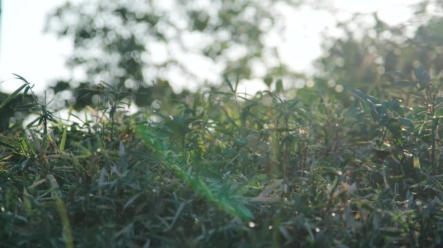 太陽の日差しを浴びて輝く森の藪　自然の風景　笹と木の葉　キラキラ光る葉の表面