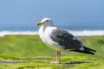 The western gull (Larus occidentalis) is a large white-headed gull that lives on the west coast of North America and the Pacific Ocean.  La Jolla Tide Pools, San Diego, California