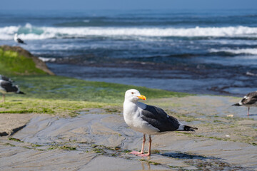 The western gull (Larus occidentalis) is a large white-headed gull that lives on the west coast of North America and the Pacific Ocean.  La Jolla Tide Pools, San Diego, California
