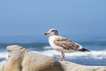 The western gull (Larus occidentalis) is a large white-headed gull that lives on the west coast of North America and the Pacific Ocean.  La Jolla Tide Pools, San Diego, California