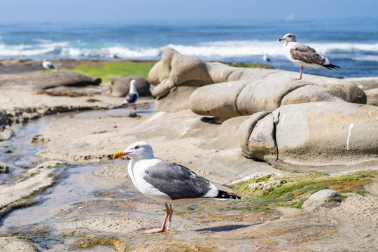 The western gull (Larus occidentalis) is a large white-headed gull that lives on the west coast of North America and the Pacific Ocean.  La Jolla Tide Pools, San Diego, California