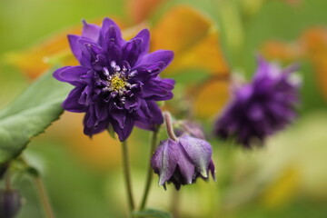 fiore di aquilegia in un giardino