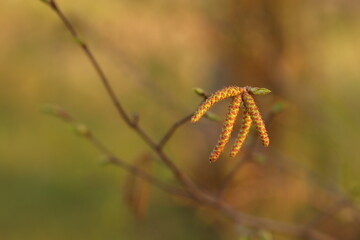 albero di carpino in primavera