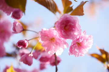 Blossoming sakura flowers with delicate petals in pastel pink color. Floral background