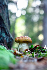Big white mushroom porcini in autumn forest. Nature landscape photography