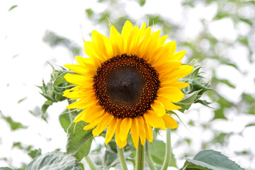 Obraz premium Sunflower in open field
