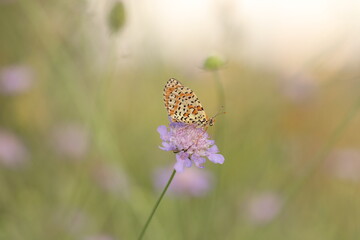 una farfalla melitaea al tramonto