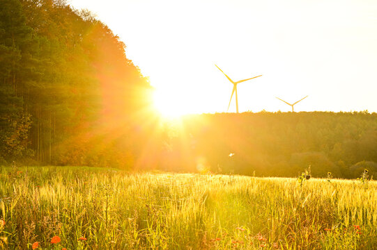 A golden grain field bathed in the warm backlight of the setting sun, with modern wind turbines on the hill a concept for renewable energy and sustainability