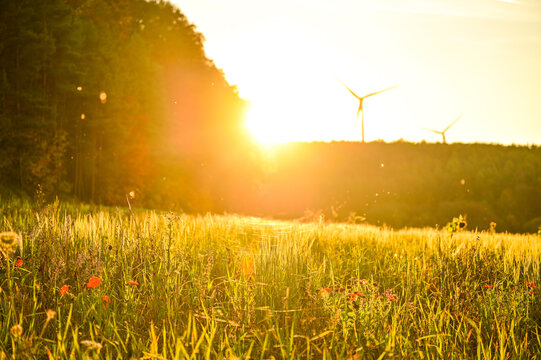A golden grain field bathed in the warm backlight of the setting sun, with modern wind turbines on the hill a concept for renewable energy and sustainability