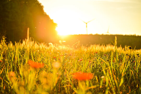 Picturesque wildflowers in a summer meadow, bathed in the warm backlight of the low evening sun, with delicate spiderwebs visible in the details