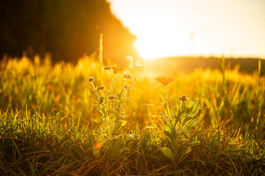Picturesque wildflowers in a summer meadow, bathed in the warm backlight of the low evening sun, with delicate spiderwebs visible in the details