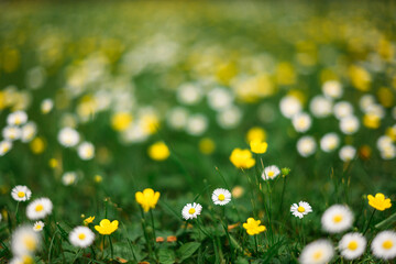 A forest meadow covered with vibrant white and yellow spring flowers. Close-up of natural beauty