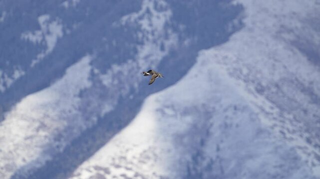 Pintail duck flying in the sky with mountains in the background covered in snow.