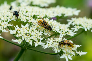 Waldwespe (Dolichovespula sylvestris)	
